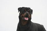 ROTTWEILER 638